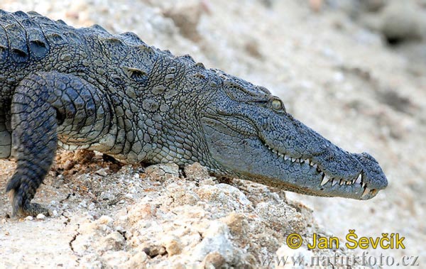 krokodyl-bahenni--crocodylus-palustris-3.jpg