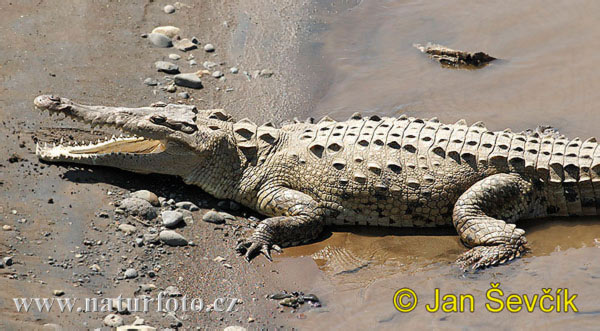 krokodyl-americky--crocodylus-acutus-6.jpg