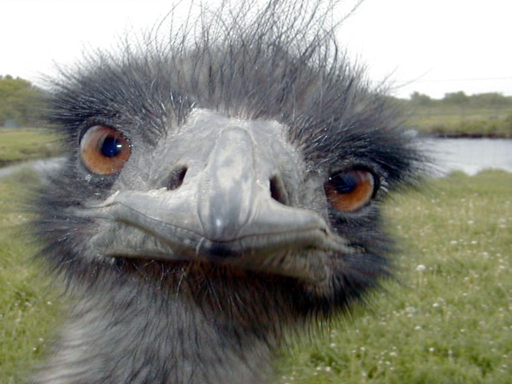 emu australský.jpg