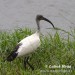 ibis-posvatny-05a23057.jpg