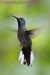 kolibřík fialkový.jpg